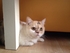 happycat 的會員頭像