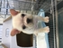 pets520 的會員頭像