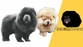 捷捷鬆獅犬舍 的會員頭像