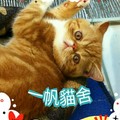 一帆貓舍 的會員頭像