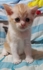 sweetpicat 的會員頭像