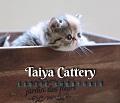 泰雅貓舍-Taiya 的會員頭像