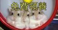 貓奴王 的會員頭像