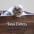 Taiya-泰雅貓舍 的會員頭像