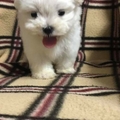 陳敏彰 的會員頭像