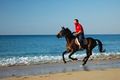 horseman 的會員頭像