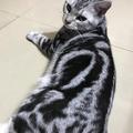 摩摩 的會員頭像
