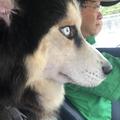 肉包家族 的會員頭像