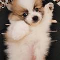 國際犬貓坊 的會員頭像