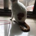 Meow Meow 的會員頭像