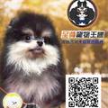 至尊寵物企業社 的會員頭像