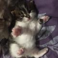 Small Cat 的會員頭像