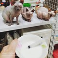 桃子喵舖 的會員頭像