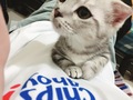 貴族喵 的會員頭像