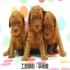 renshiou 的會員頭像