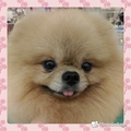 雪莉美犬舍 的會員頭像