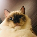 Ragdoll 的會員頭像
