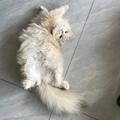 cute cat 的會員頭像