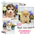 咘咘犬貓旗艦店 的會員頭像