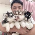 貝貝寵物專業犬舍 的會員頭像