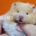 捲毛波利黃金鼠1鼠2 的會員頭像