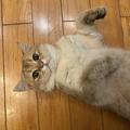 Angel cats 的會員頭像