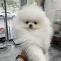 佩佩犬舍 的會員頭像