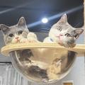 Caicaicat 的會員頭像