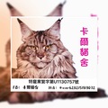卡爾貓舍 的會員頭像