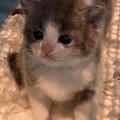 Only cat 的會員頭像
