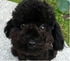 teddydog 的會員頭像