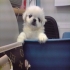 幸福犬舍 的會員頭像