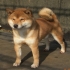 cka-dog 的會員頭像