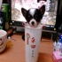 lily222006 的會員頭像
