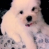 xxxsnoopy 的會員頭像