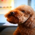貴族犬舍 的會員頭像
