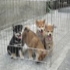 dog1003 的會員頭像