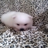 ch020468@yahoo.com.tw 的會員頭像