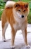 秋鳳莊 柴犬 的會員頭像