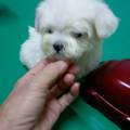 dog88818 的會員頭像
