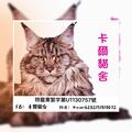 e8293721084 的會員頭像