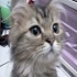 whywhykaren 的會員頭像