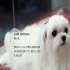pet22599225 的會員頭像