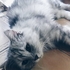lion5789 的會員頭像