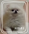 風格博美 的會員頭像