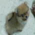 joycekhsc 的會員頭像
