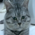 kemistraycat 的會員頭像