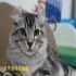 AmericanCurl 的會員頭像