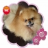 Bingo  pet 的會員頭像