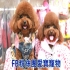 愛寶寵物 的會員頭像